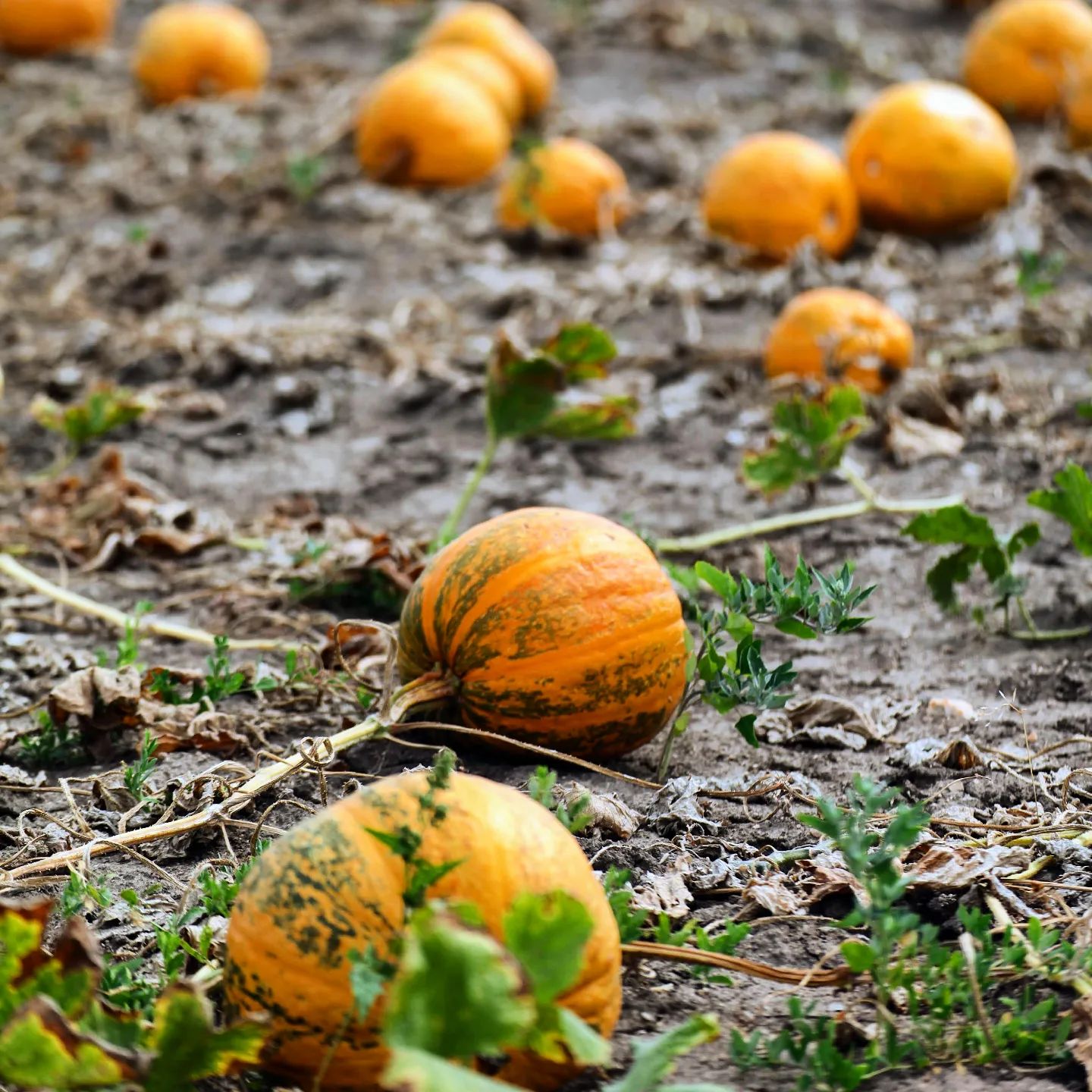 The #pumpkinseason has come!
#pumpkin #pumpkins #pumpkinfield #pumpkingrowing #dynie #dynia #poledyniowe #uprawadyni #kürbis #kürbiszeit #kürbisfeld