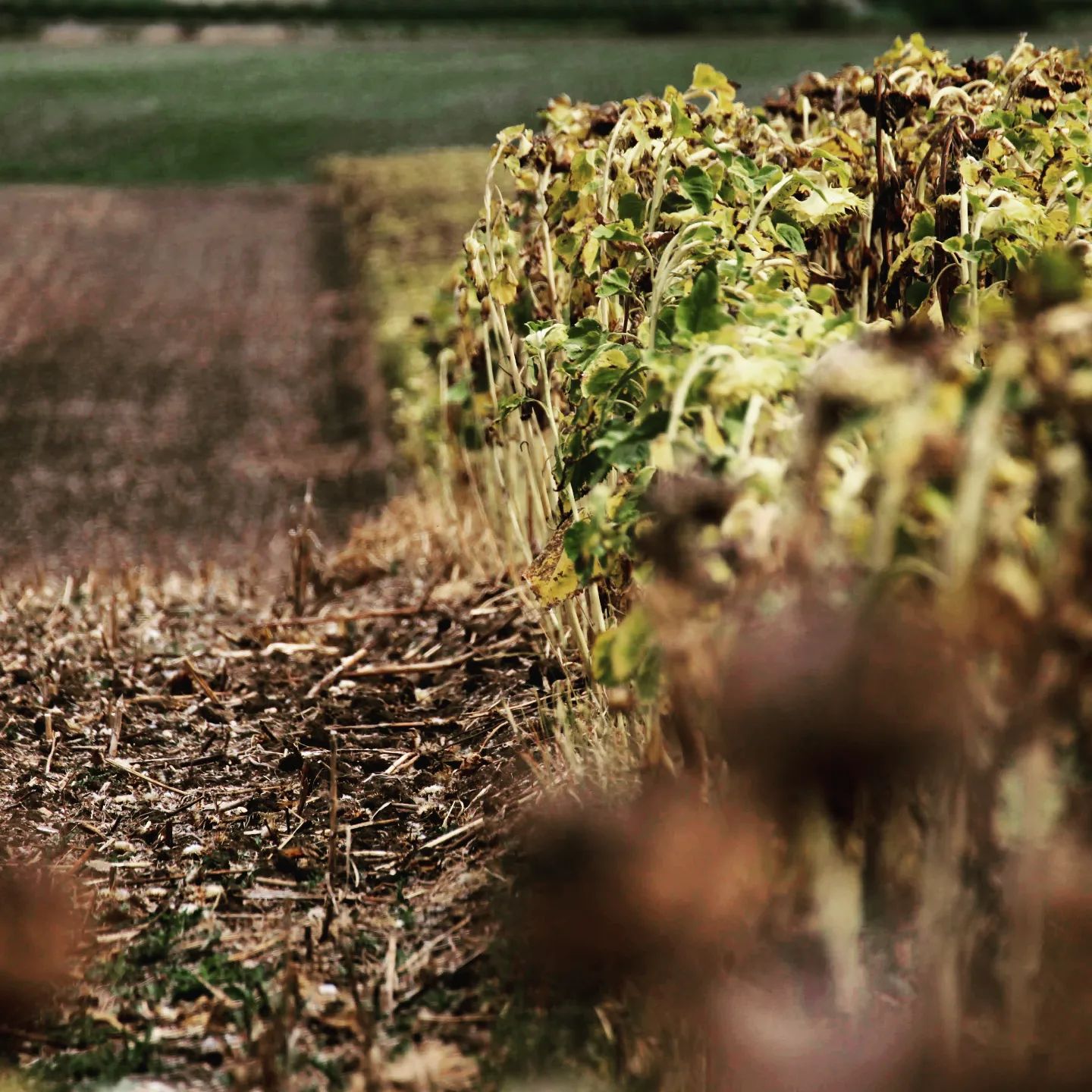 #sunflowerfield #autumniscoming 

#sunflowers #cropfield #field #countryside #countrysidelandscape #słoneczniki #poleslonecznikow #poleuprawne #krajobrazwiejski #wheredoesfoodcomefrom #skadsiebierzejedzenie